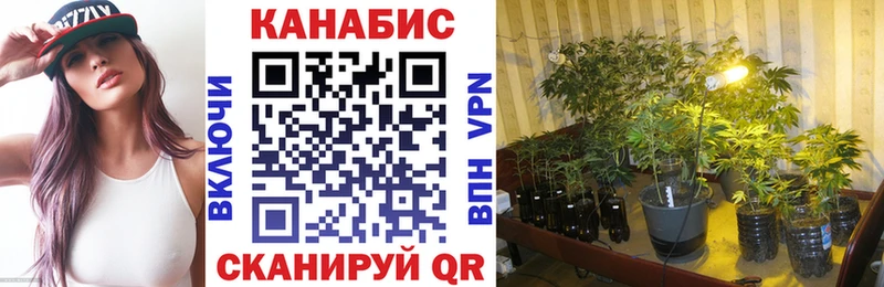 Бошки марихуана OG Kush  Чулым 